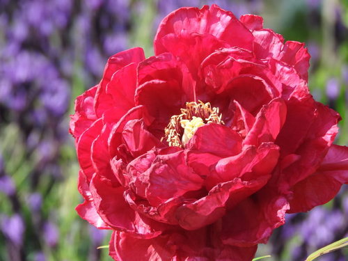 ピンク色に咲く牡丹（ぼたん）の花 春の庭園