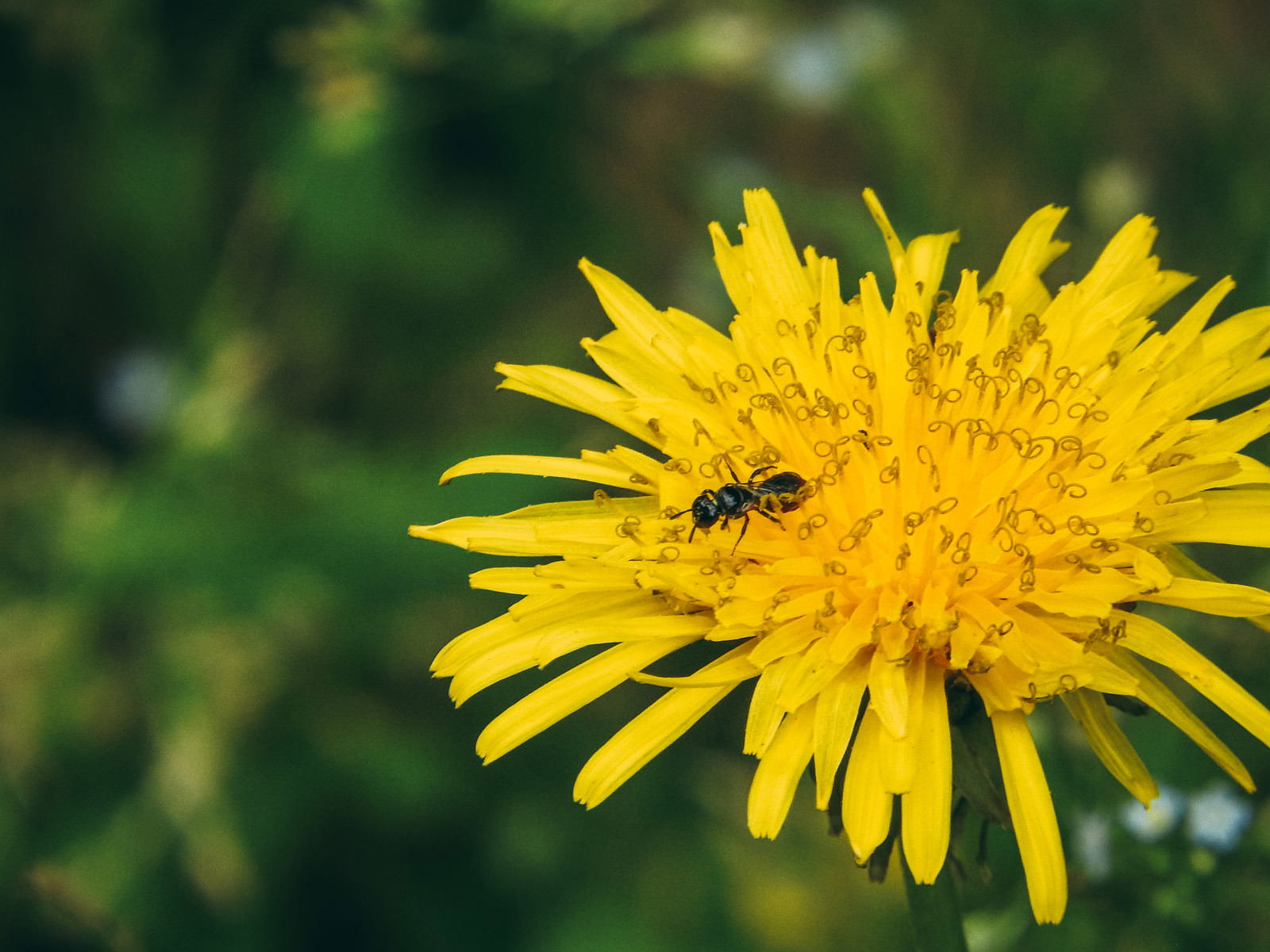 黄色いたんぽぽの花の上に止まって花粉を集めているハナアブ