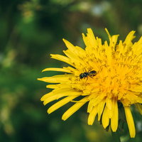 黄色いたんぽぽの花に止まるハナアブの写真