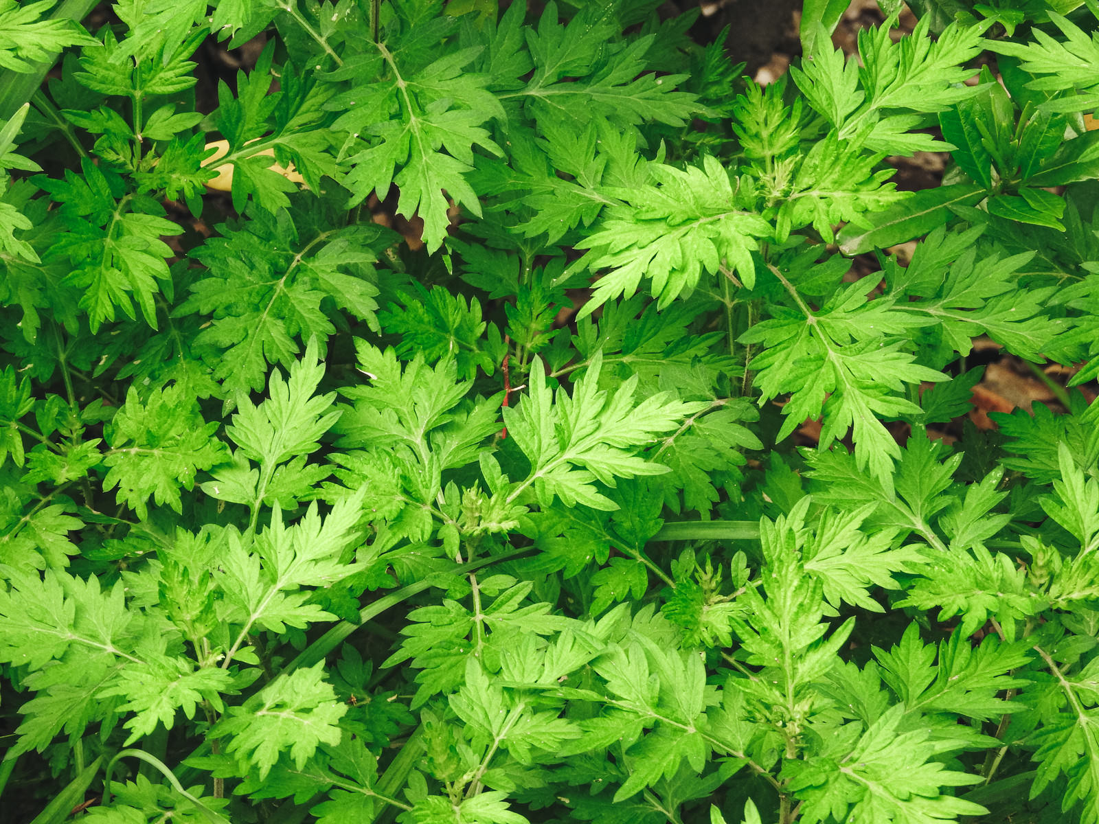 鮮やかな緑色をしたよもぎの葉が密集している様子