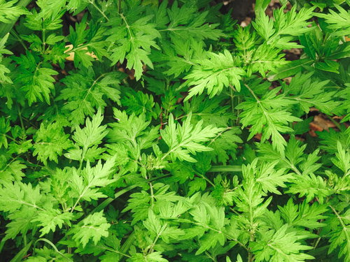 よもぎの葉と茎 春の野草