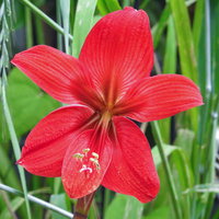 真っ赤に開くアマリリスの大輪の花。ユリ科の球根植物の写真