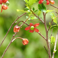緑の枝に実るオクナセルラータの赤い果実と葉の写真