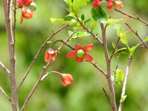 緑の枝に実るオクナセルラータの赤い果実と葉