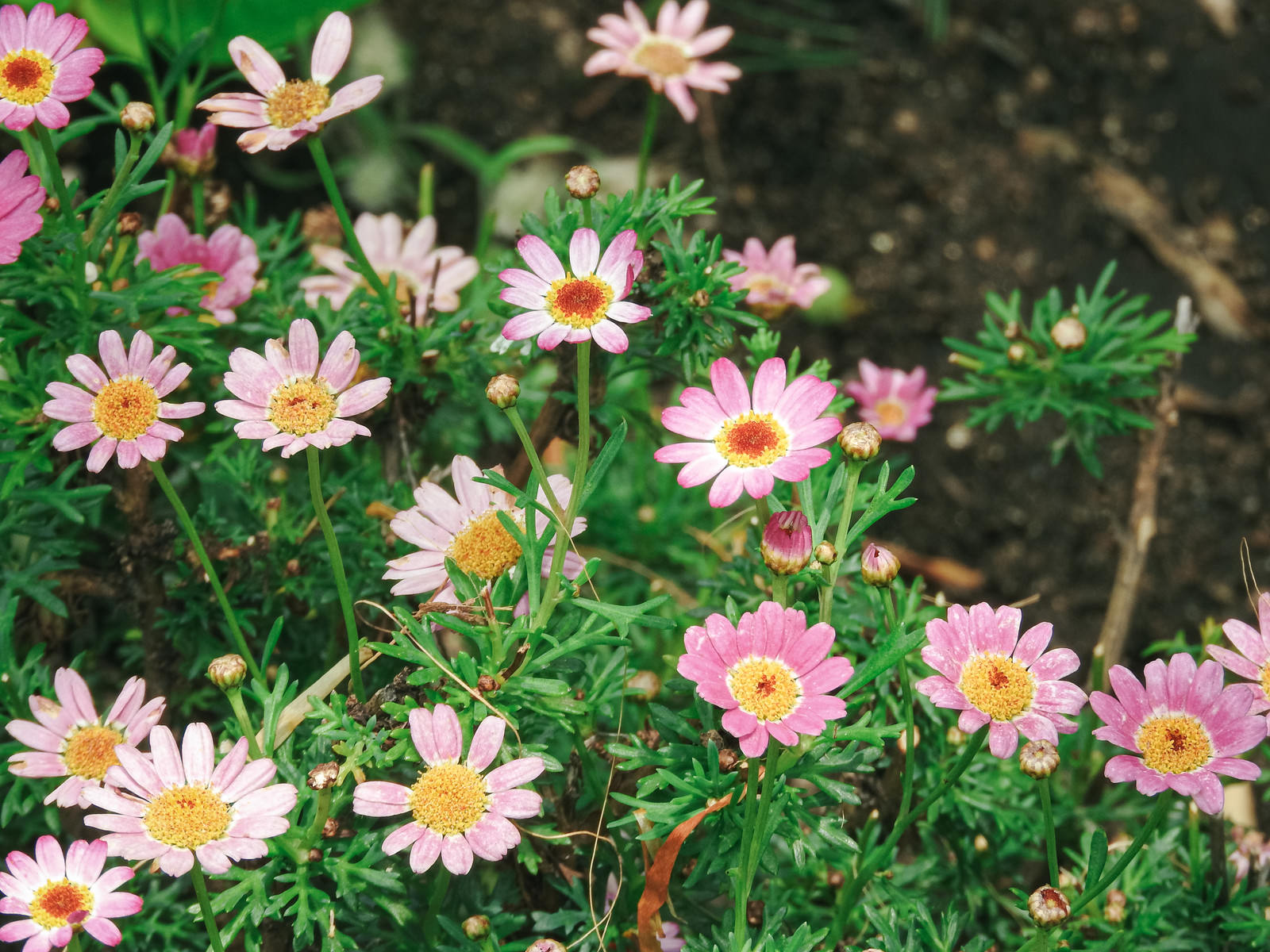 ピンクと白の花びらを持つマーガレットが緑の葉と共に咲いている様子