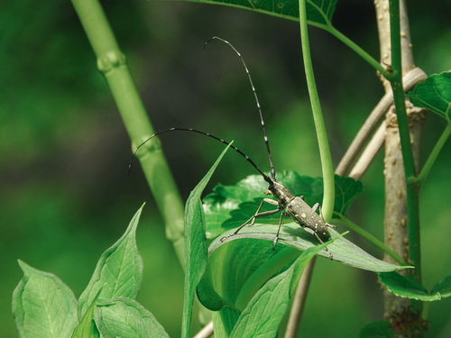 草の上に器用に乗るキボシカミキリ（昆虫）