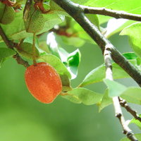 赤く熟したグミの実が枝になった様子と緑の葉の写真