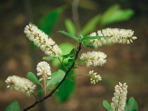 優雅に枝垂れるコバノズイナの白い花が咲く初夏の庭園