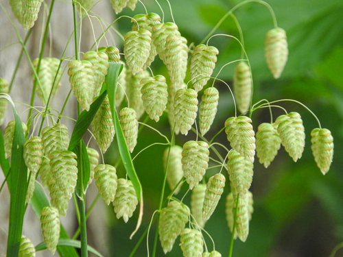 小判に似ていることから名付けられたコバンソウの穂