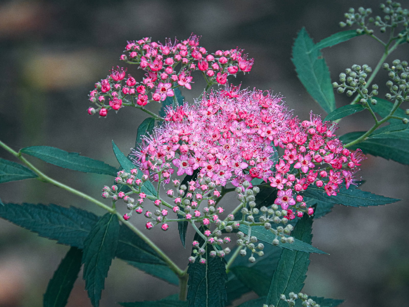 ピンク色の小さな花が密集して咲くシモツケと緑の葉
