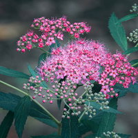枝先に集まるように小さなピンク色の花を咲かせるシモツケの写真