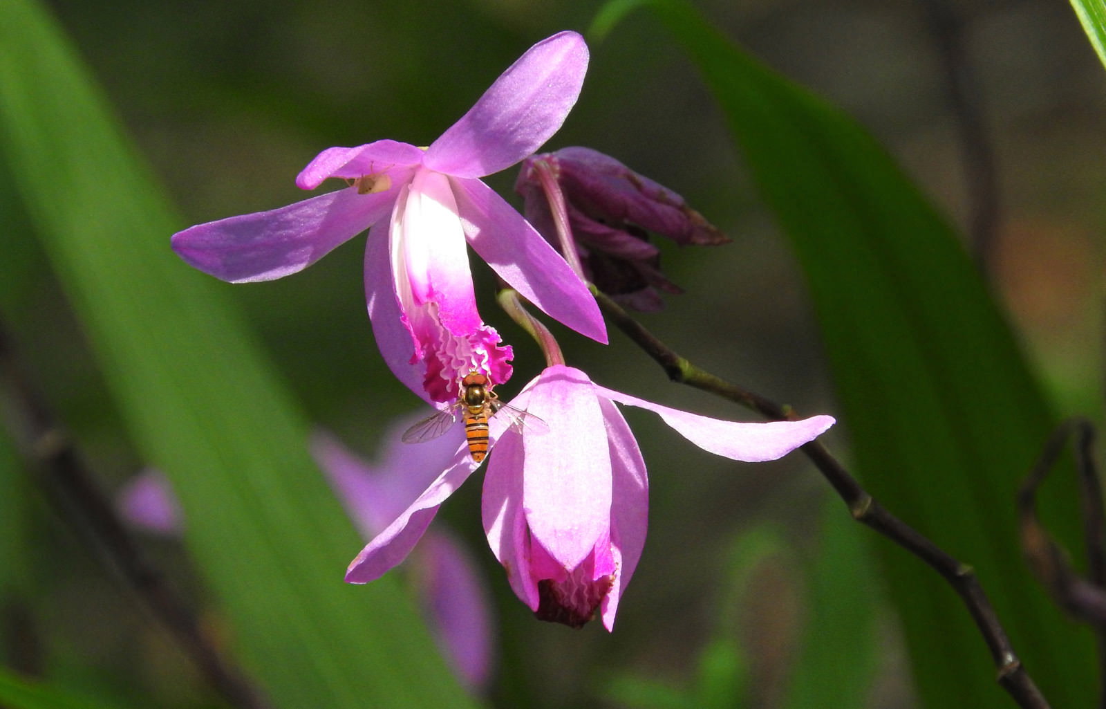 紫色のシランの花びらに止まって花粉を集めるミツバチ
