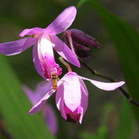 シランの花びらに止まり花粉を集めるミツバチの写真