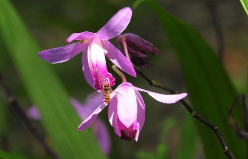 シランの花びらに止まり花粉を集めるミツバチ