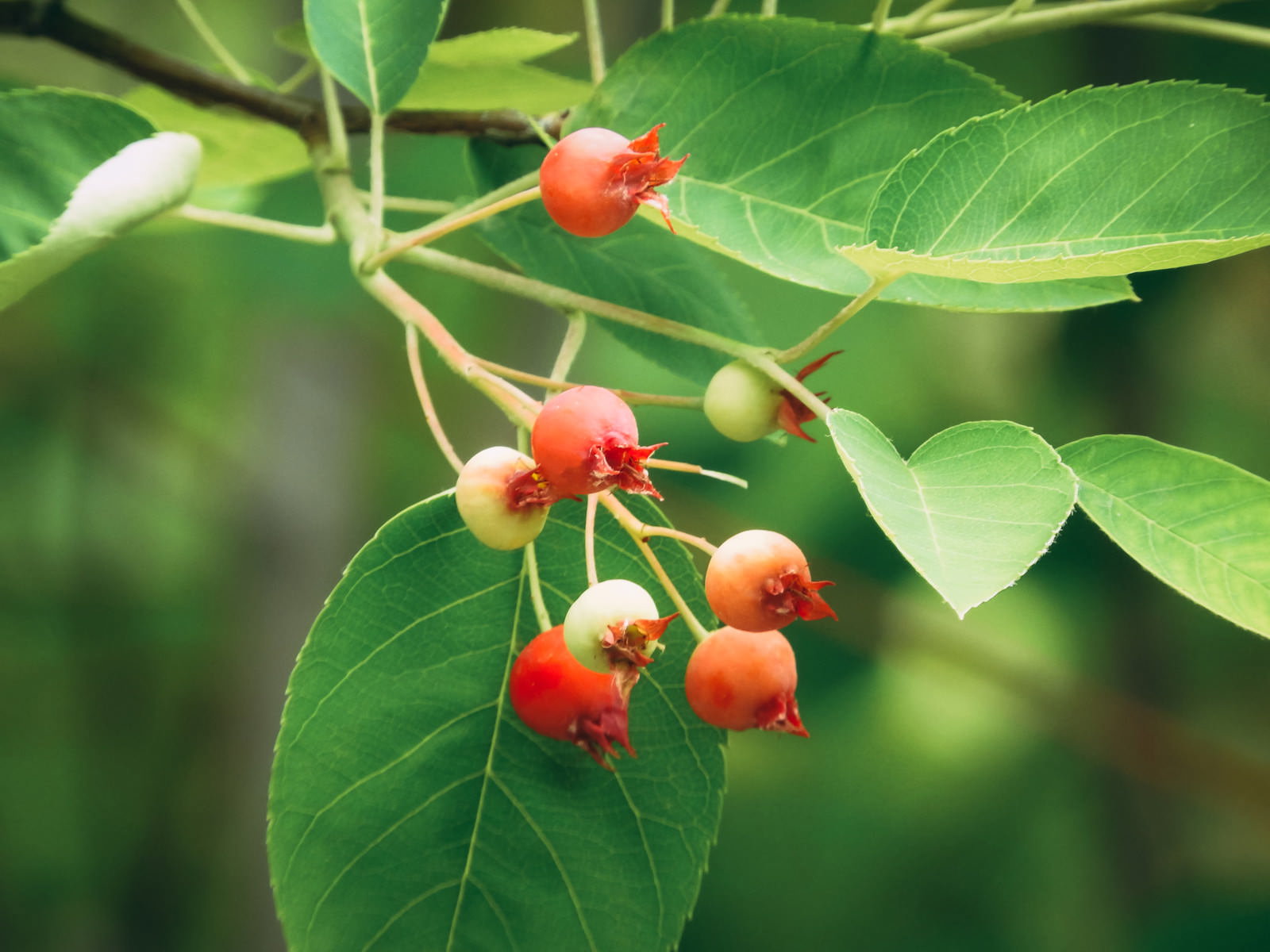 緑の葉に赤やオレンジ色の実をつけたジューンベリーの枝