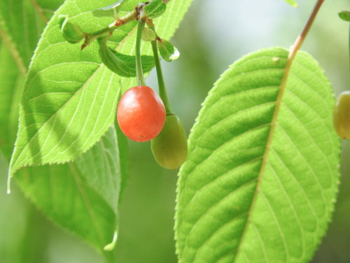 ヒマラヤサクラに生る二色の実