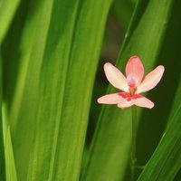 控えめに咲くヒメヒオウギの小さな白い花と緑の葉の写真