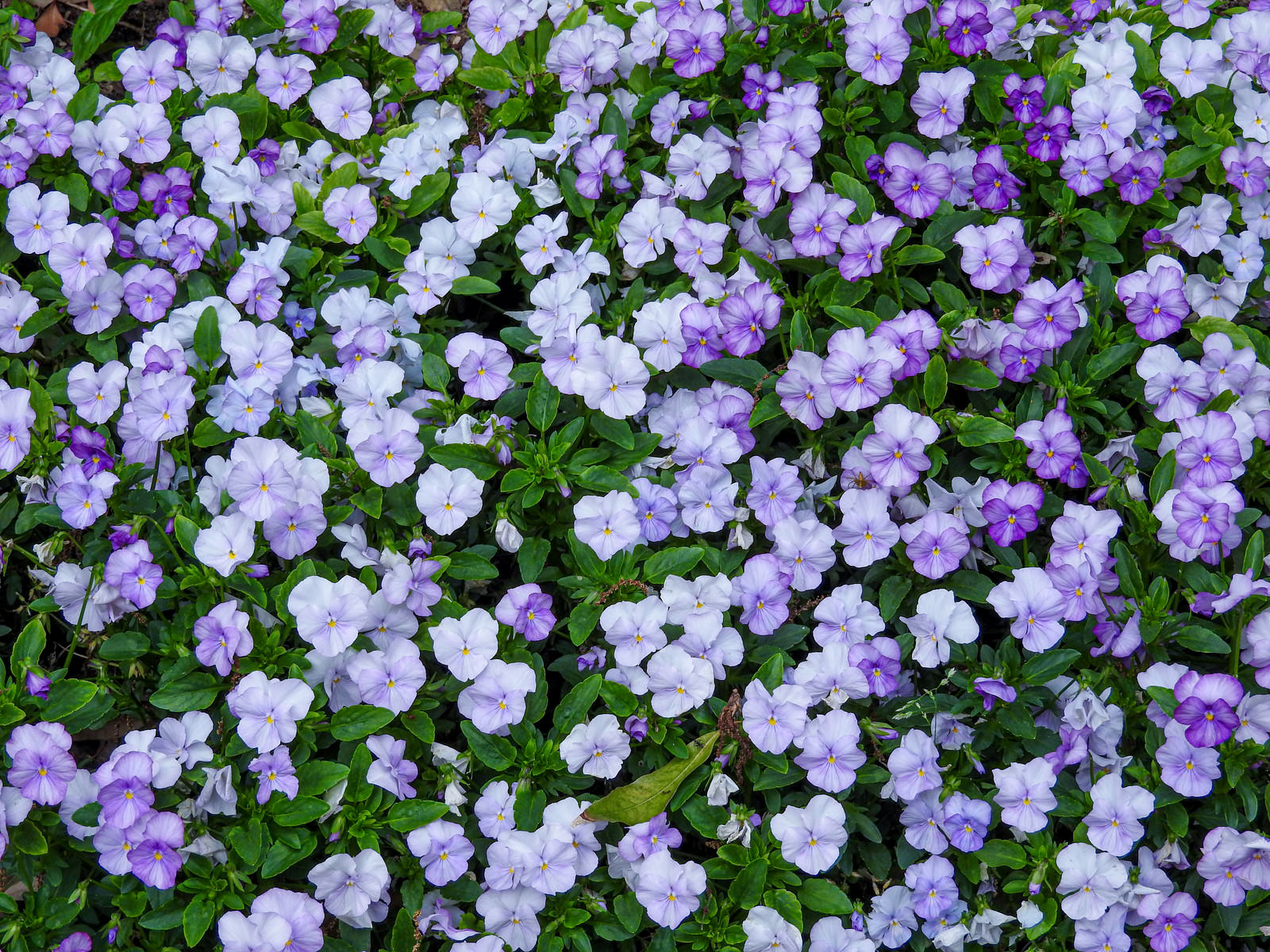 紫と白のビオラの花が一面に密集して咲いている花畑