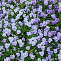 一面に咲く紫と白のビオラの花畑の写真