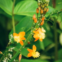 オレンジ色の小さな花が咲くブルビネラの花とつぼみの写真