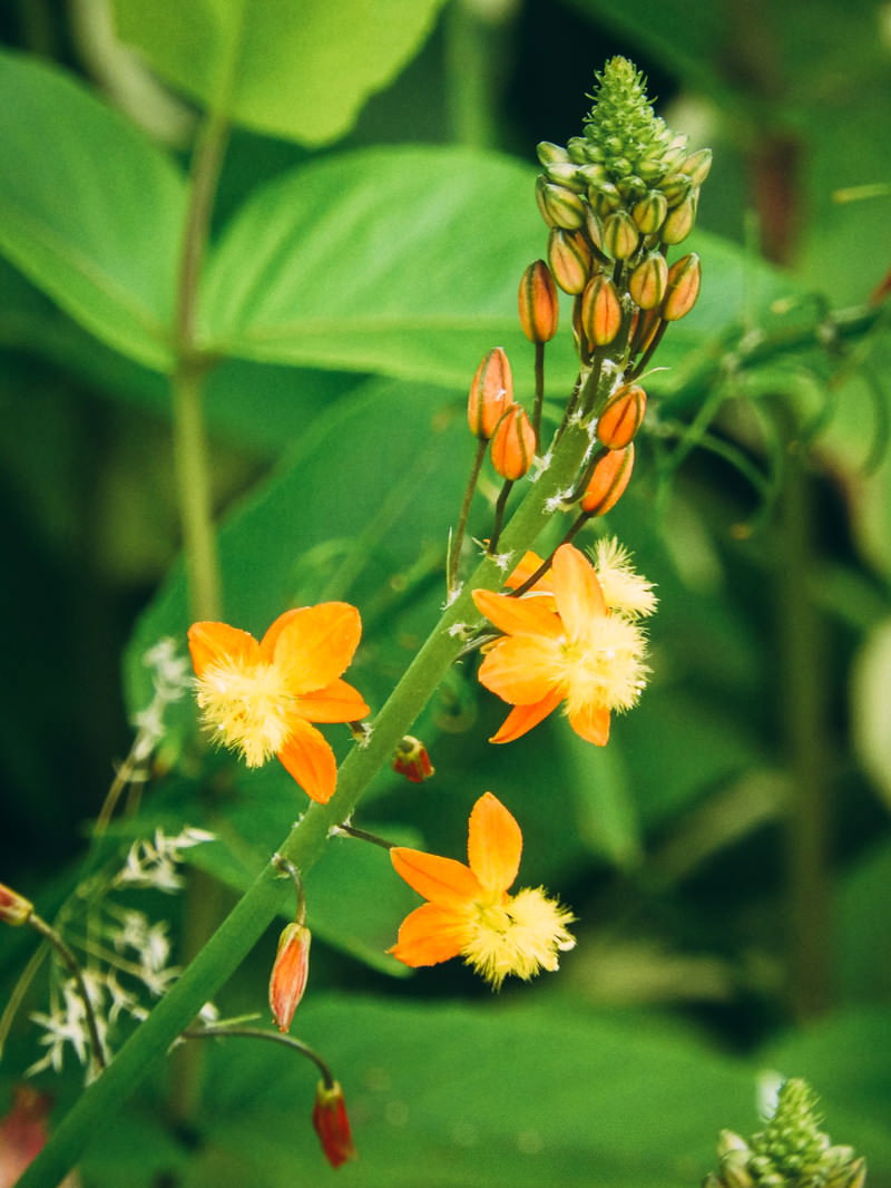 オレンジ色の小さな花を咲かせるブルビネラと緑のつぼみ