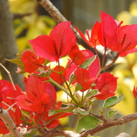 赤く咲くブーゲンビリアの花と緑の葉、南国風情の写真