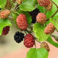 枝に赤と黒の実をつけるマルベリー（クワ）の写真