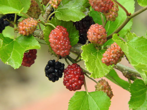 枝に赤と黒の実をつけるマルベリー（クワ）