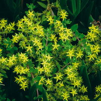 密集して咲く黄色い花のマンネングサ、小さな星形の花が群生する多肉植物の写真