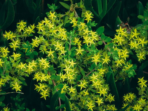 密集して咲く黄色い花のマンネングサ、小さな星形の花が群生する多肉植物