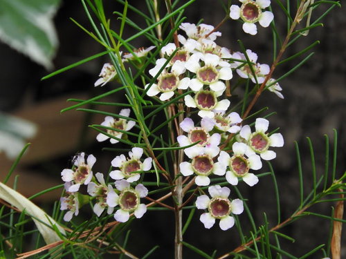 緑の茎に密集して咲くワックスフラワーの白い小花