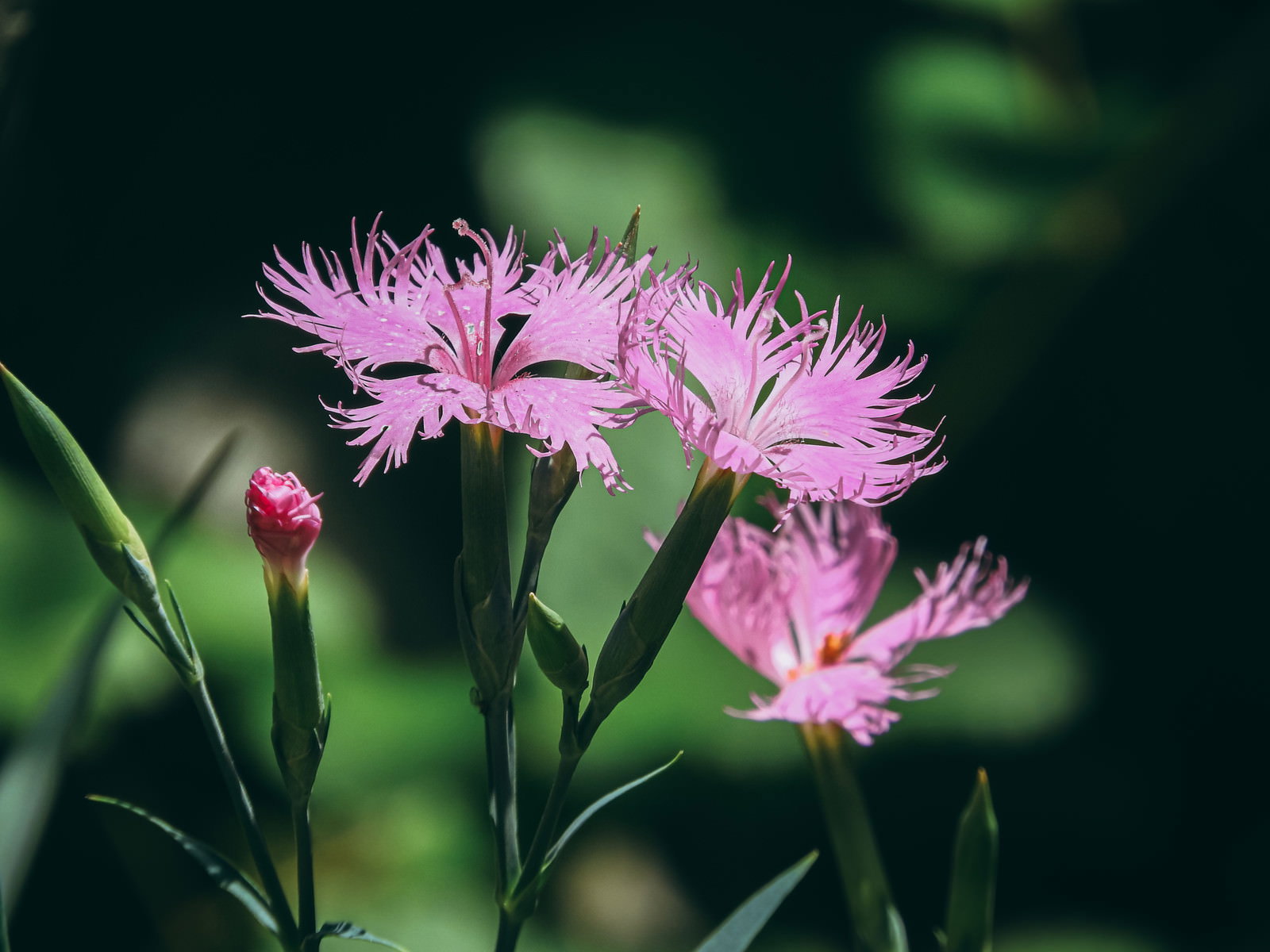 ピンク色の繊細な花びらを持つナデシコの花と蕾