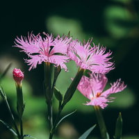 繊細なピンク色の花びらが咲くナデシコの花と蕾の写真