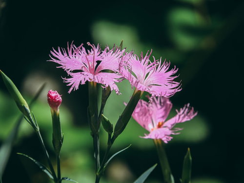 繊細なピンク色の花びらが咲くナデシコの花と蕾
