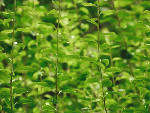 伸びていく新緑と若葉、春の草木が成長する自然風景