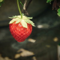 緑の葉に囲まれた赤く熟したおいしそうに実った一粒のいちごの写真