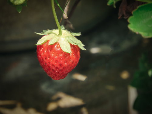緑の葉に囲まれた赤く熟したおいしそうに実った一粒のいちご
