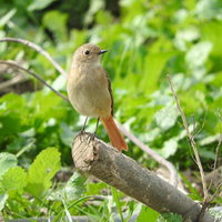周りを警戒する野鳥ジョウビタキのメスが枝に止まるの写真