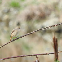 枝に止まるジョウビタキのメスの野鳥写真の写真