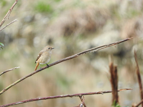 枝に止まるジョウビタキのメスの野鳥写真