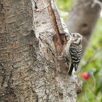 樹皮に止まった白と黒の縞模様のコゲラ、日本の留鳥の写真