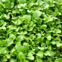 隙間なく育つ青菜の畑、アブラナ科の野菜が密集する農業風景の写真