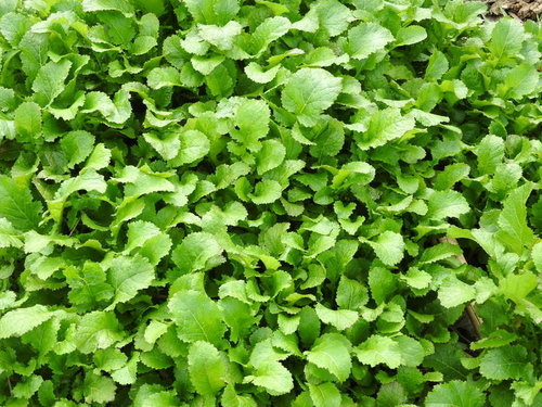 隙間なく育つ青菜の畑、アブラナ科の野菜が密集する農業風景