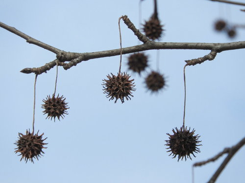秋の青空に映える紅葉したフウの実、トゲトゲした球状の実