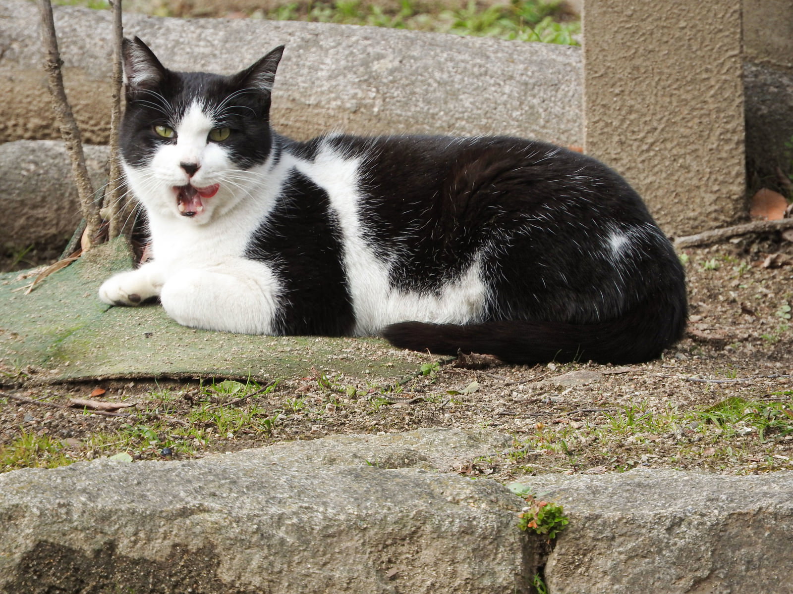 石段に座ってくつろいでいる白黒のハチワレ猫