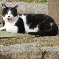 石段でくつろぐハチワレ猫の写真素材、白黒模様の野良猫の写真