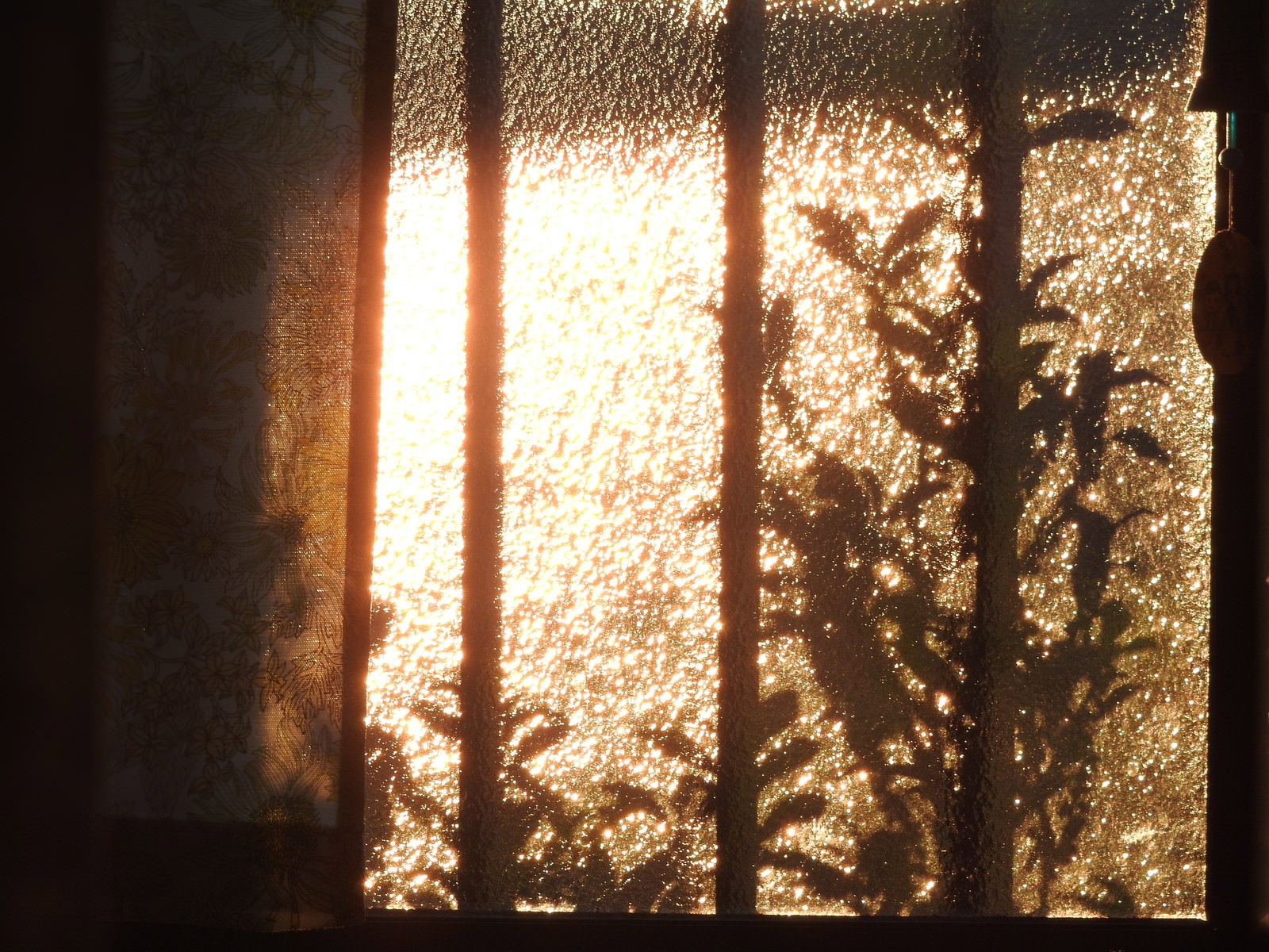 Sunset shining through frosted glass window, revealing plant silhouettes inside
