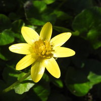 湿地に咲くリュウキンカの花の写真