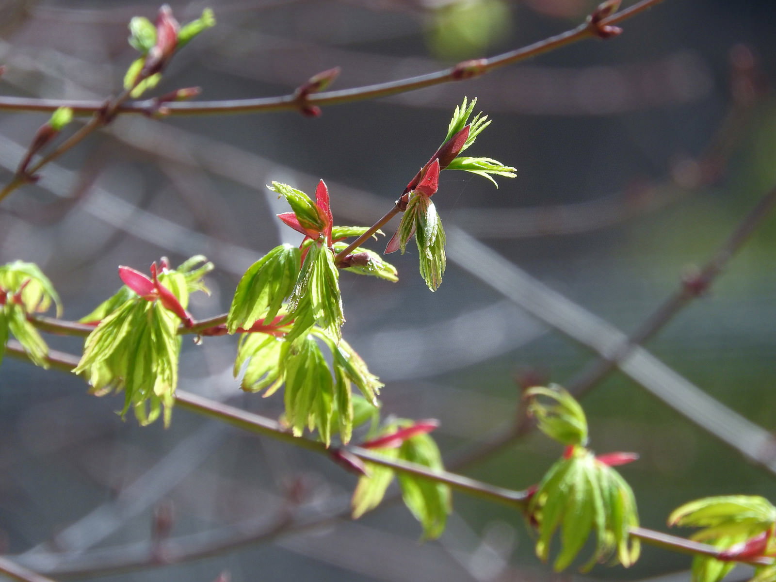 春の訪れを告げる紅葉の新芽が芽吹く様子