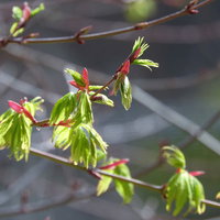 春の訪れ、紅葉の赤みを帯びた新芽が次々と芽吹く様子の写真